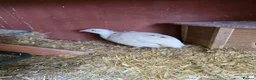 Quail poultry for sale: Coturnix Quail mixed colours, jumbo or celadon - Advert 5