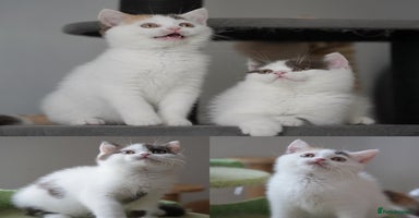British Shorthair cats - Advert 5