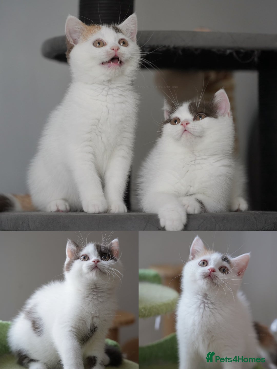 British Shorthair cats for sale: Health tested and registered Chocolate BSH - Image 2