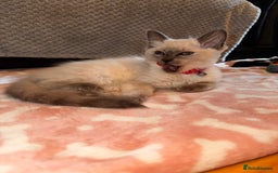 Ragdoll cats for sale: Ragdoll kittens  - Image 7