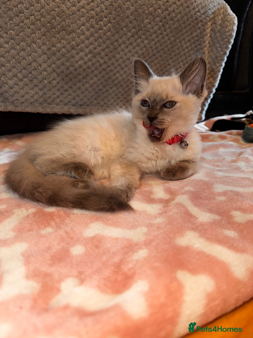 Ragdoll cats for sale: Ragdoll kittens  - Image 7