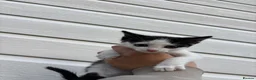 Mixed Breed cats for sale: 2 boy kittens  - Advert 3