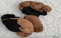 Mixed Breed dogs for sale: Multi-gen Medium Labradoodle puppies - Image 3