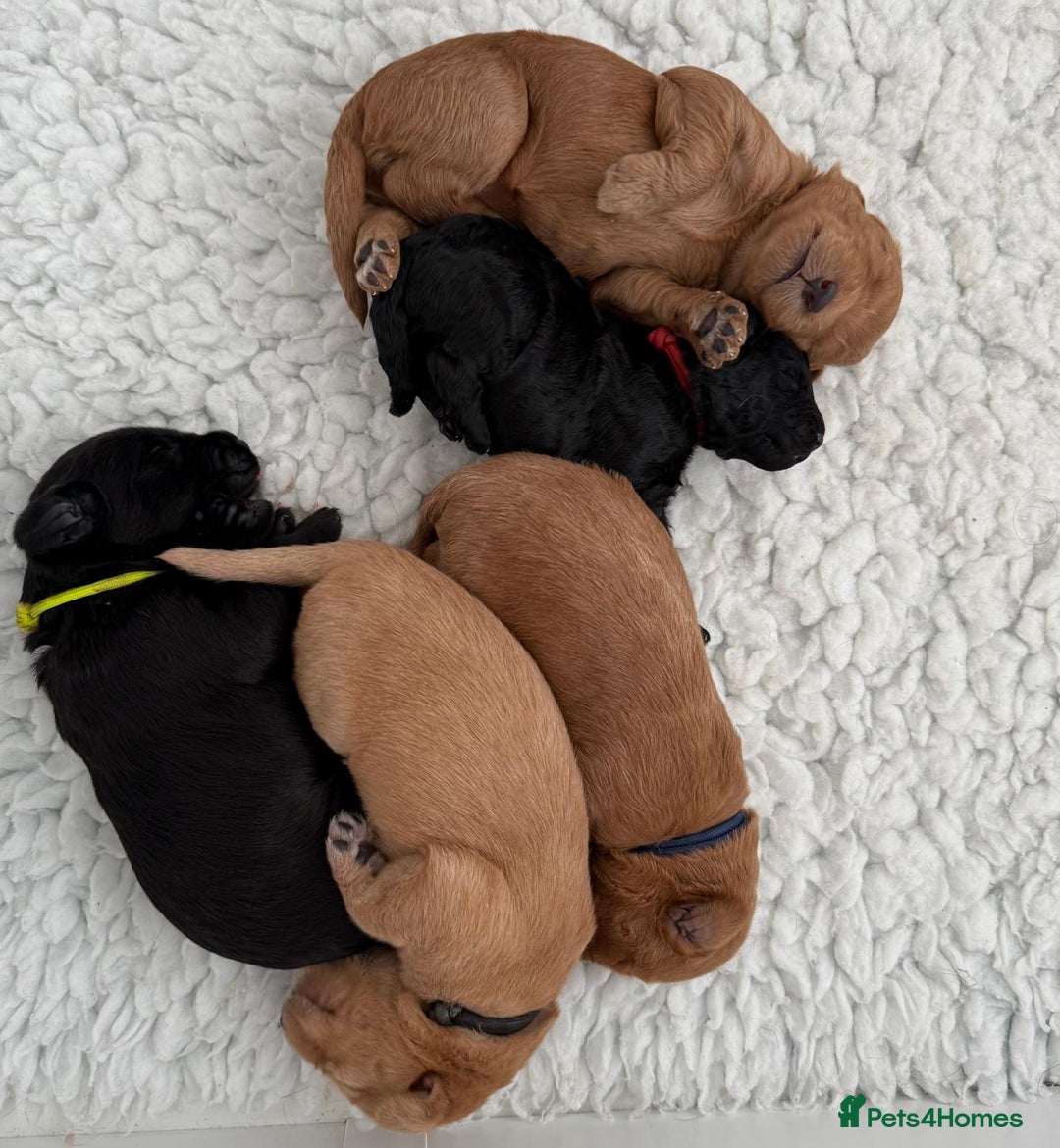 Mixed Breed dogs for sale: Multi-gen Medium Labradoodle puppies - Image 3