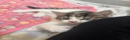 Mixed Breed cats for sale: 5 cute kittens - MALE AND FEMALE - Advert 8