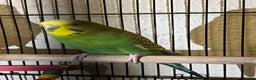Budgerigars birds for sale: Green beatiful budgie waiting to be re-homed! - Advert 3