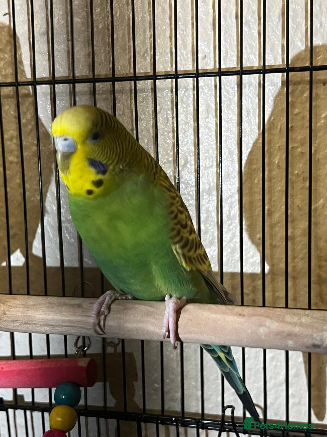 Budgerigars birds for sale: Green beatiful budgie waiting to be re-homed! - Advert 3