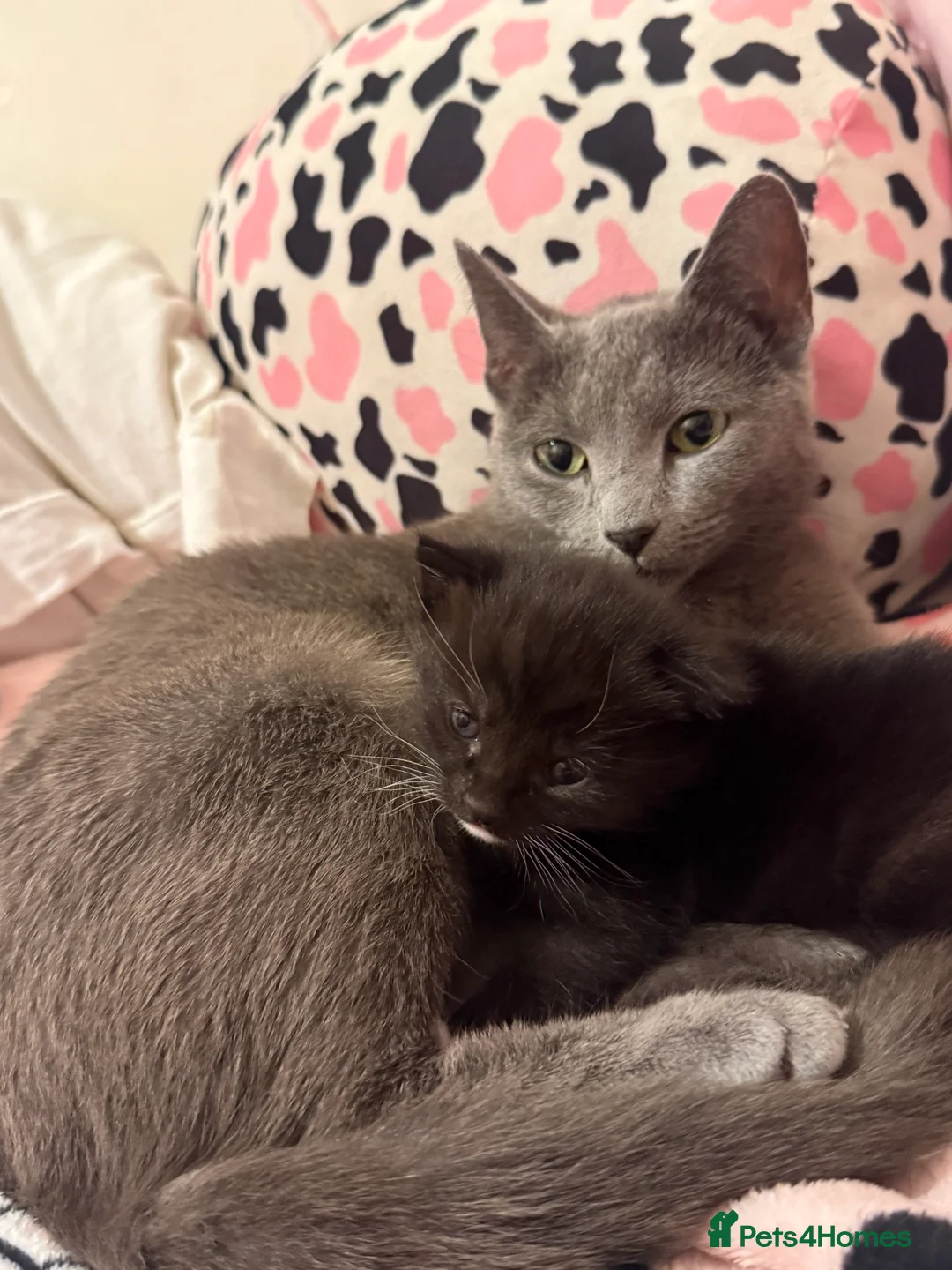 Mixed Breed cats for sale: Russian blue x tabby  - Advert 8