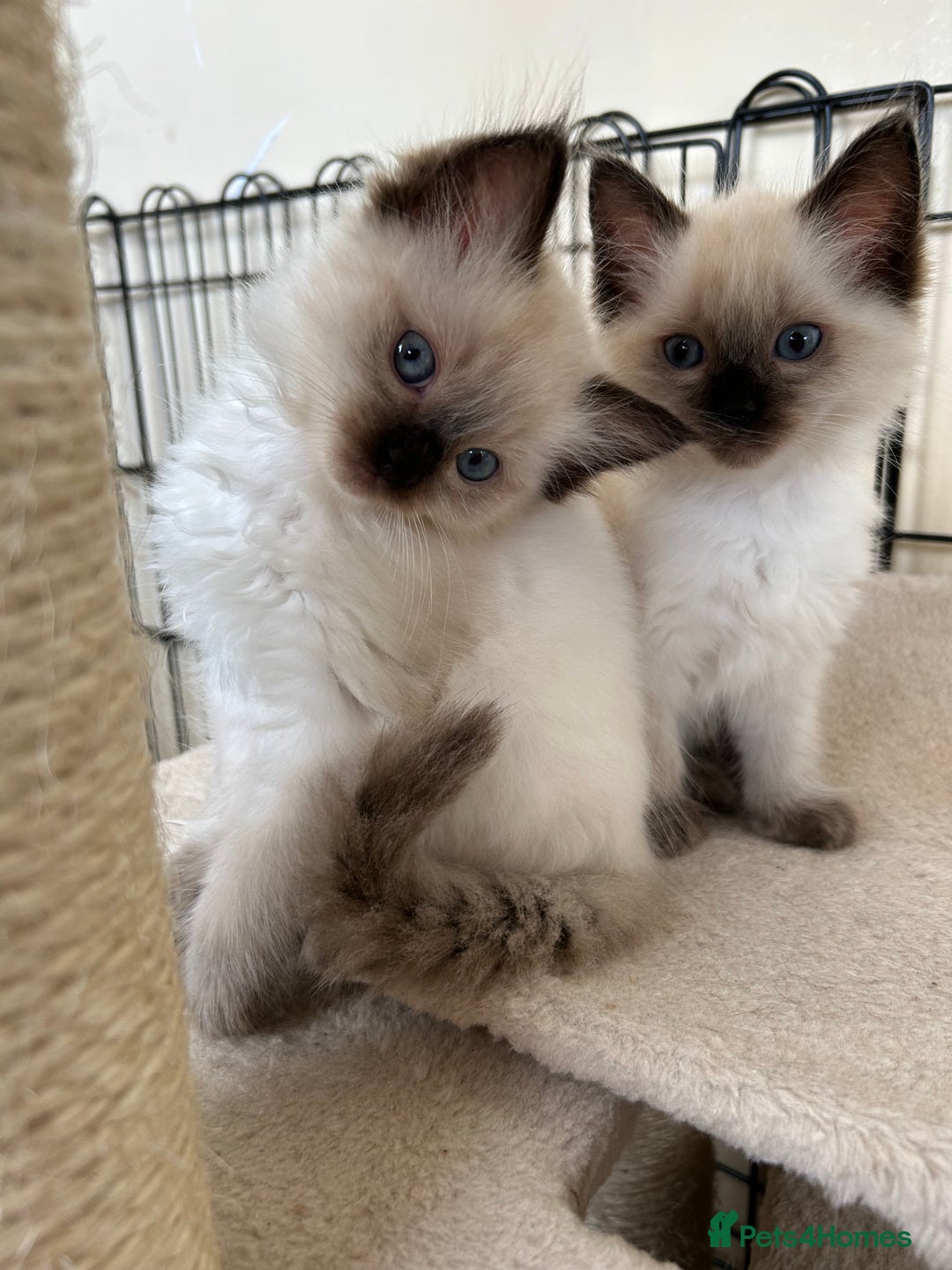 Ragdoll cats for sale: Ragdoll kittens - Image 8