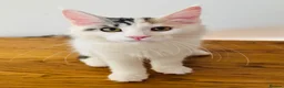 Maine Coon cats for sale: Pure bred Maine coon Kittens  - Advert 5