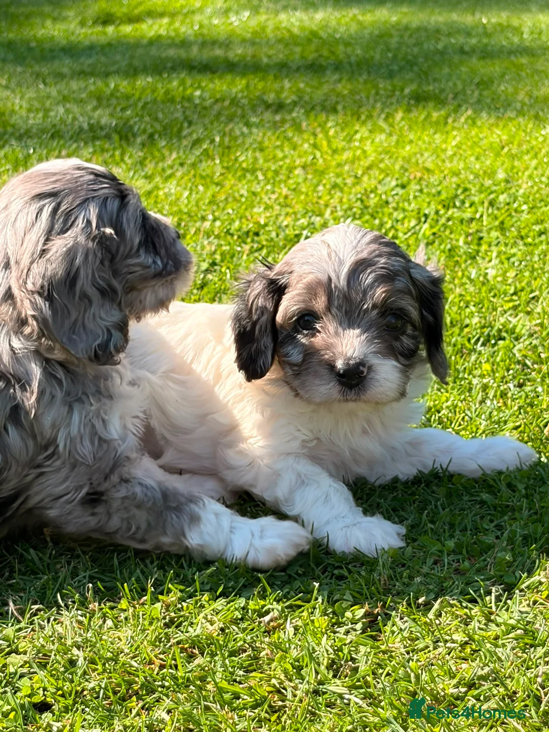 Cavapoo dogs for sale: Stunning Cavapoo Puppies  - Advert 17