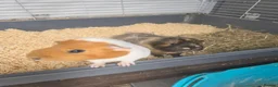 Guinea Pig rodents for sale: 2 female guinea pigs in York - Advert 2