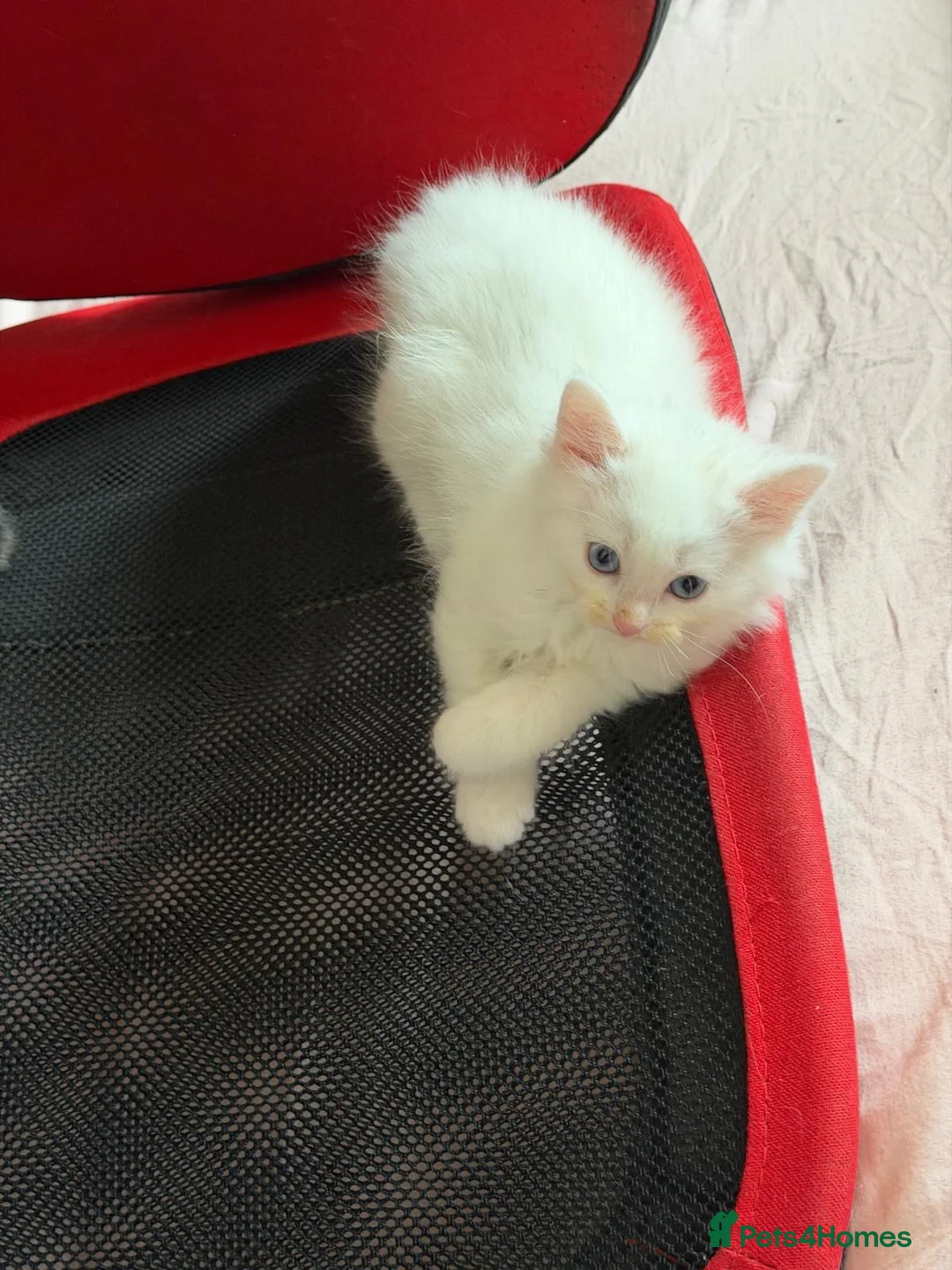 Mixed Breed cats for sale: Gorgeous kittens  - Advert 2