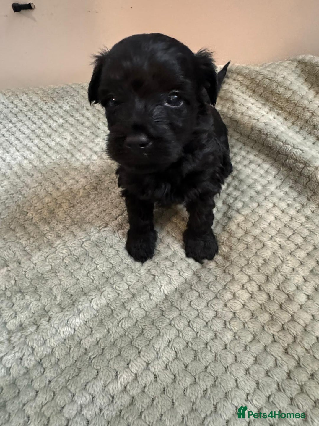 Yorkiepoo dogs for sale: Yorkiepoo puppies  - Advert 2