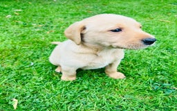 Labrador Retriever dogs for sale: Working Lab's  - Image 8