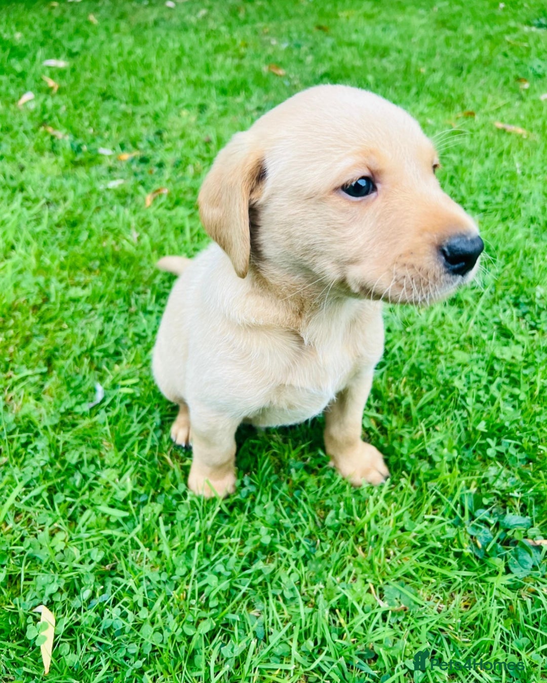 Labrador Retriever dogs for sale: Working Lab's  - Image 8