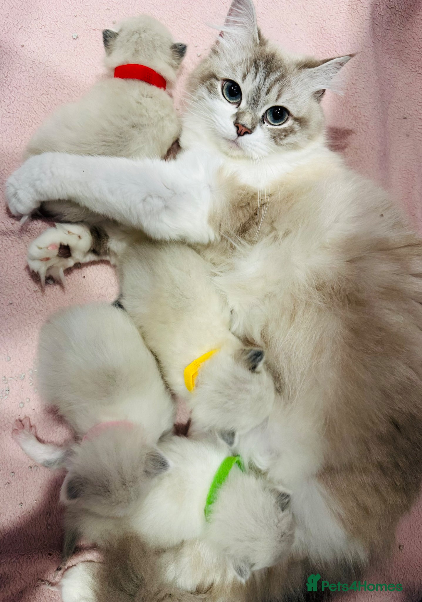 Ragdoll cats Beautiful Blue Point Ragdoll Female Cat –10/09/24 - Advert 1