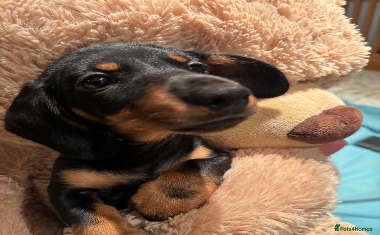 Dachshund dogs - Advert 1