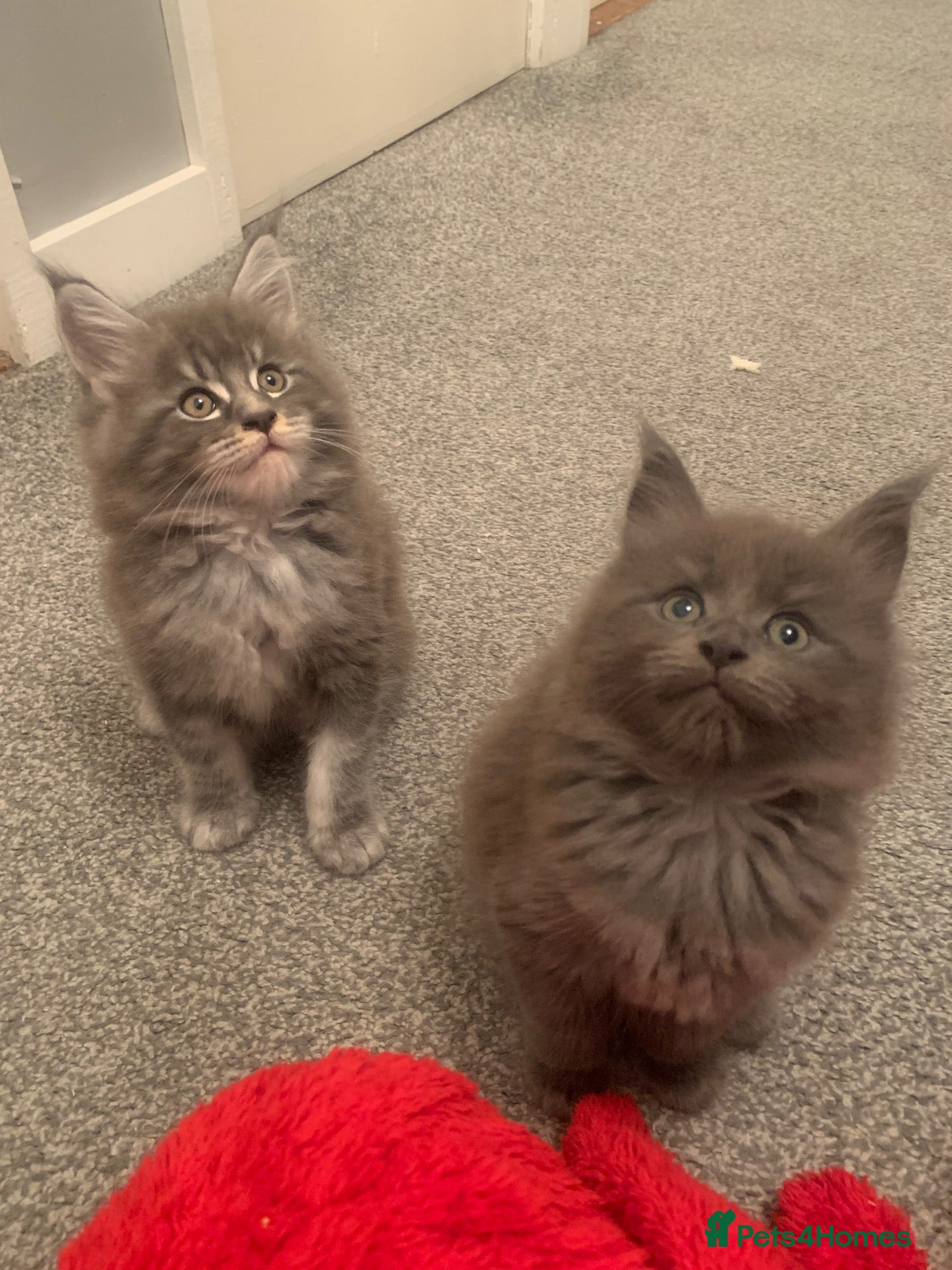 Maine Coon cats AMAZING TICA REGISTERED KITTENS - Advert 2