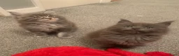Maine Coon cats for sale: AMAZING TICA REGISTERED KITTENS - Advert 13