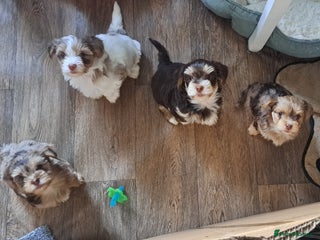 Yorkshire Terrier dogs 1 Boy & 3 Girls with Unique Coats - Advert 1