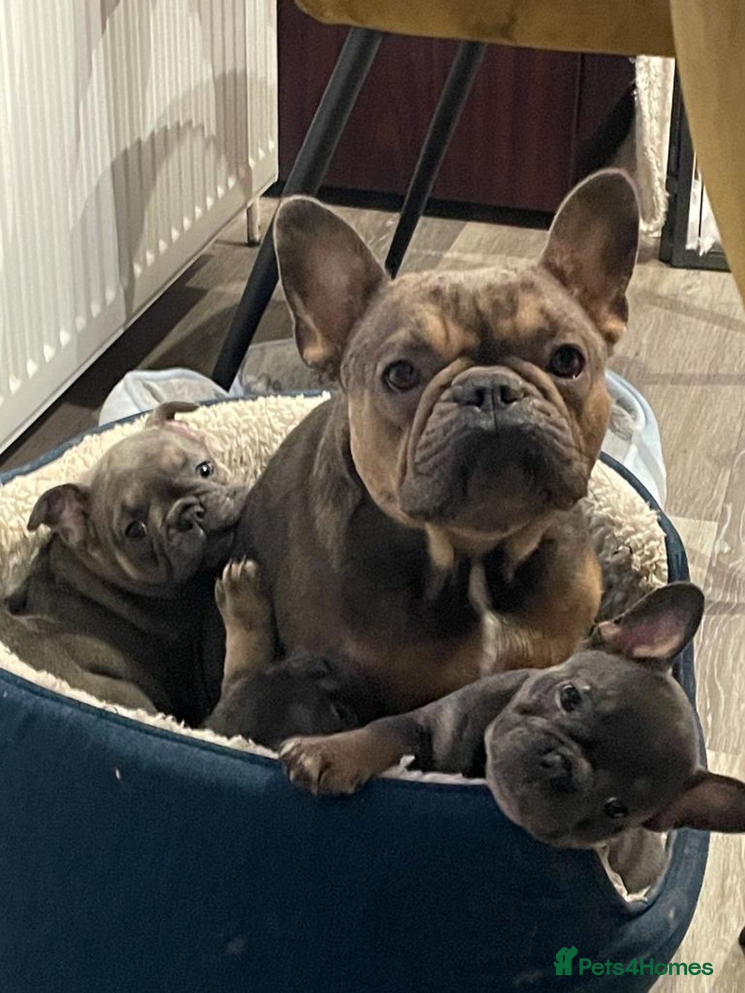 French Bulldog dogs for sale: Beautiful Luna needs a new home - Image 7
