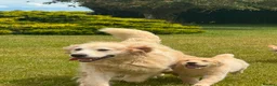 Golden Retriever dogs for sale: PUREBRED GOLDEN RETRIEVER PUPPIES – KC REGISTERED in Stamford - Advert 10