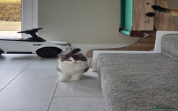 Persian cats for sale: 5 long haired kittens for sale - Image 13
