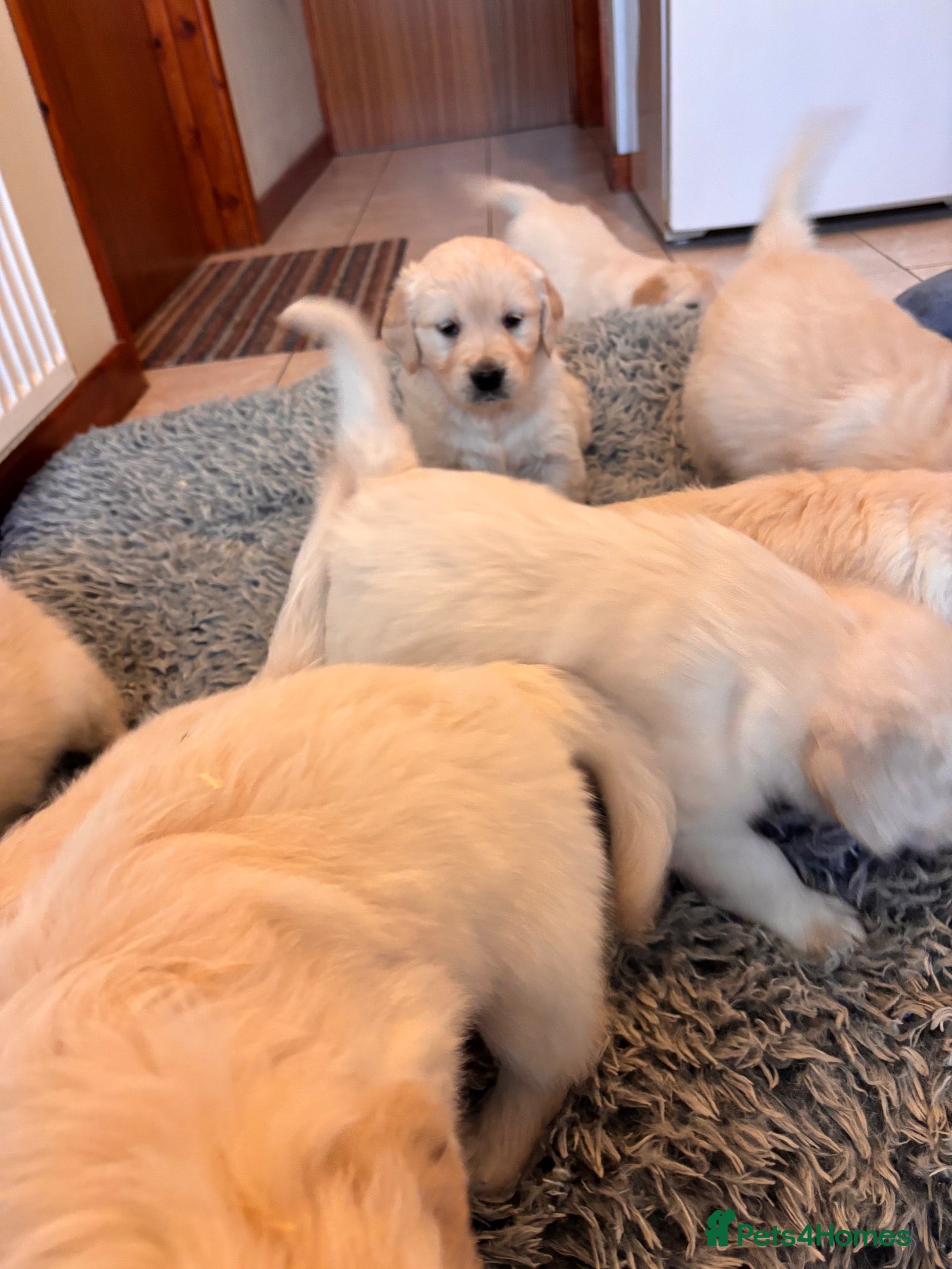 Golden Retriever dogs for sale: 8 adorable golden retriever pups for sale  - Advert 2