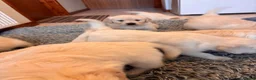 Golden Retriever dogs for sale: 8 adorable golden retriever pups for sale  - Advert 7