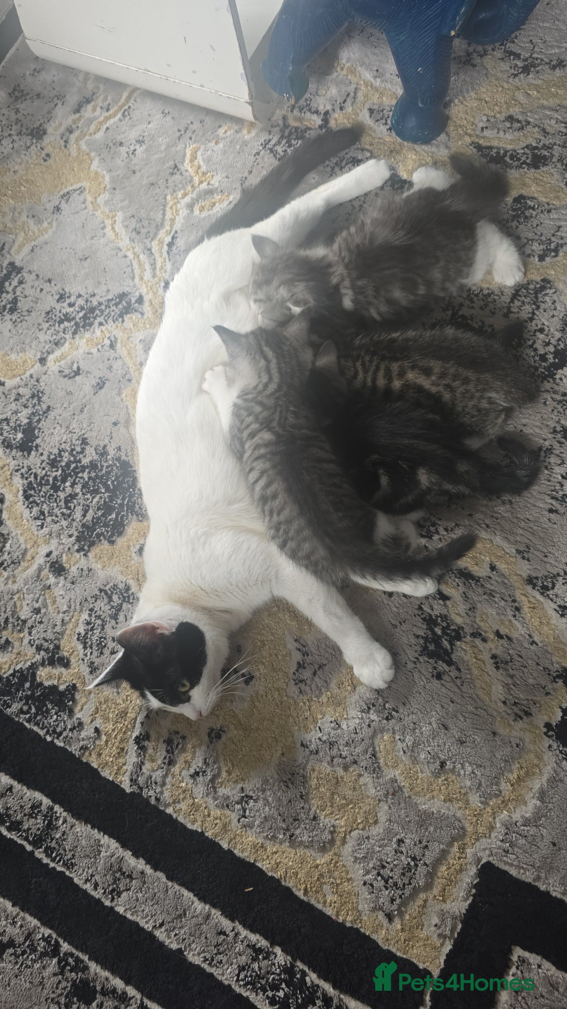 Mixed Breed cats Mixed breed tabby short british hair - Advert 3