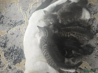 Mixed Breed cats Mixed breed tabby short british hair - Advert 3