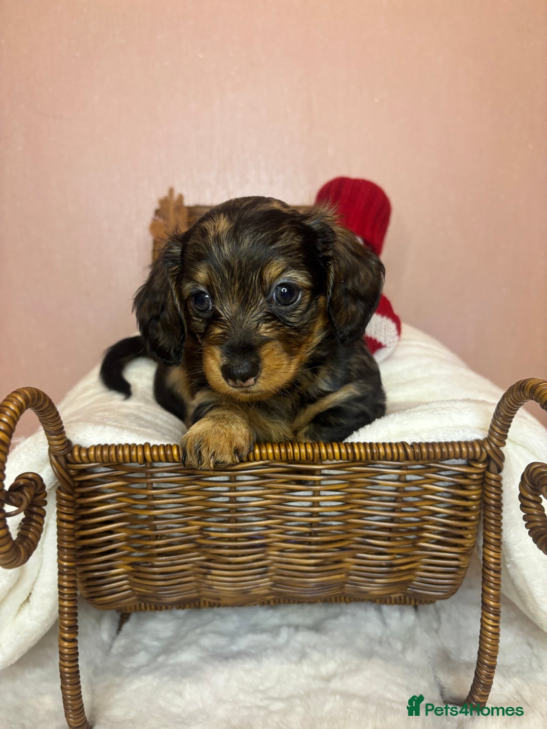 Miniature Dachshund dogs for sale: Champion Longhaired Miniature Dachshund Puppies - Advert 25