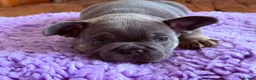 French Bulldog dogs for sale: French bulldog puppy’s  - Advert 6
