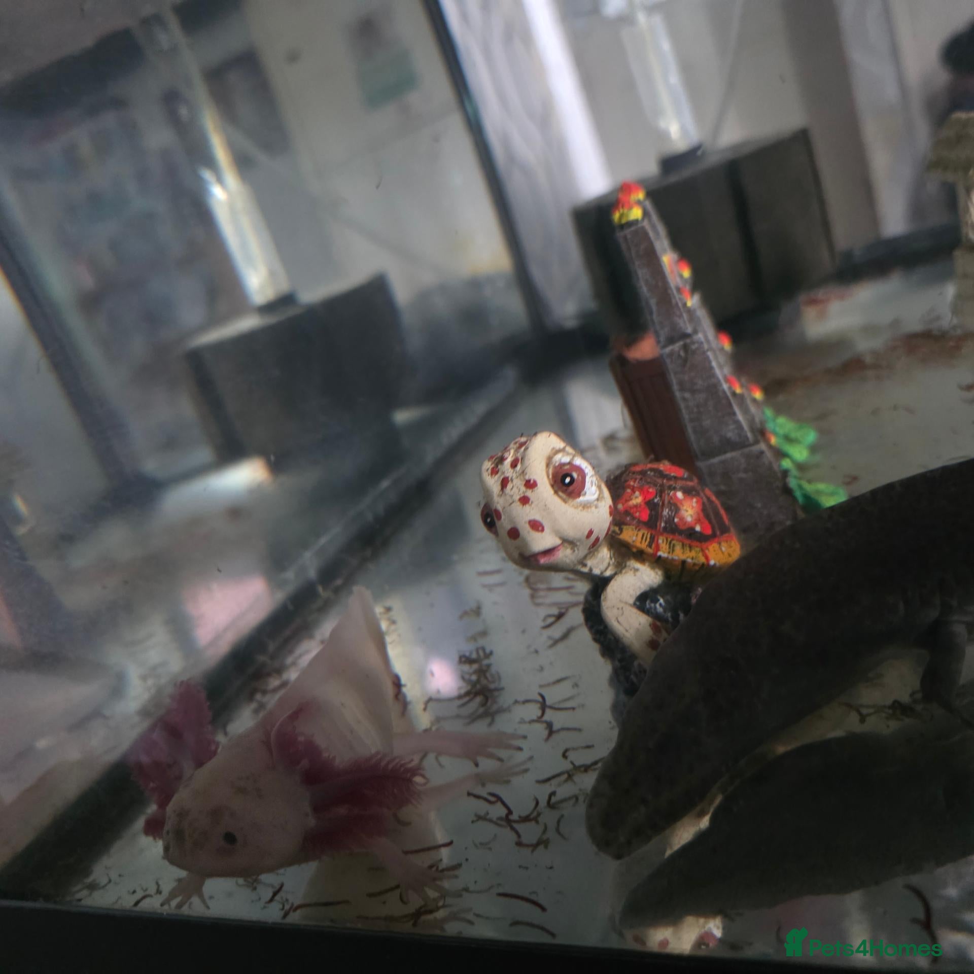 Other/Mixed Breed fish Axolotls  - Advert 13