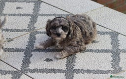 Cavapoo dogs for sale: F1 Cavapoo puppies for sale - Image 37