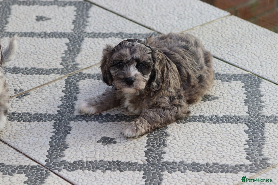 Cavapoo dogs for sale: F1 Cavapoo puppies for sale - Image 37
