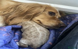Cockapoo dogs for sale: 2 BOYS LEFT Quality F1 Cockapoos DNA CLEAR PARENTS - Image 15
