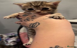 Mixed Breed cats for sale: 9 Mixed Bengal Kittens For Sale - Image 19