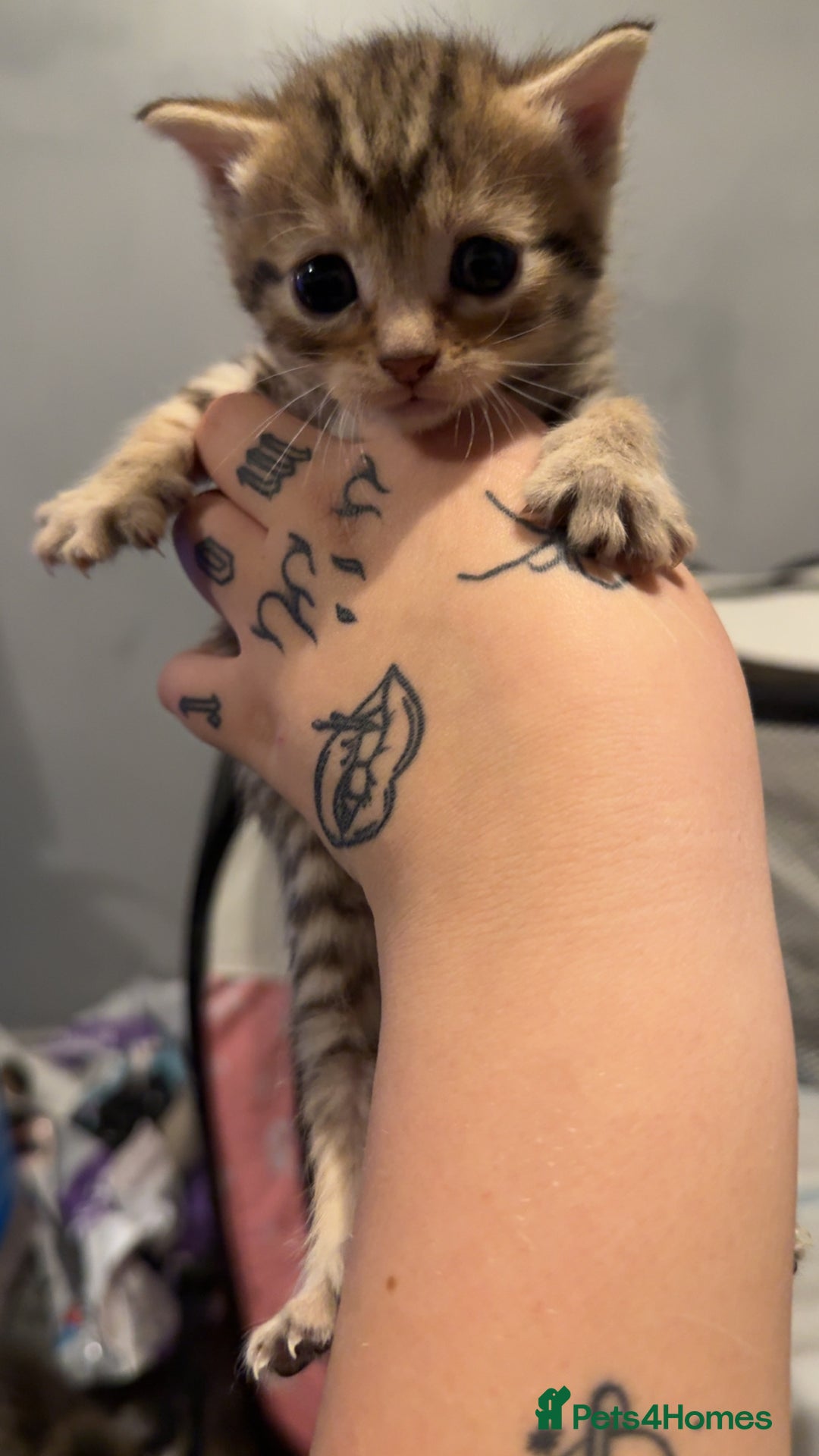 Mixed Breed cats for sale: 9 Mixed Bengal Kittens For Sale - Image 19