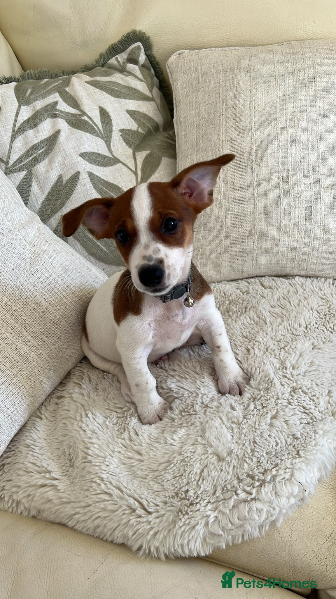 Jack Russell dogs Archie 11 weeks old Jack Russell  - Advert 1