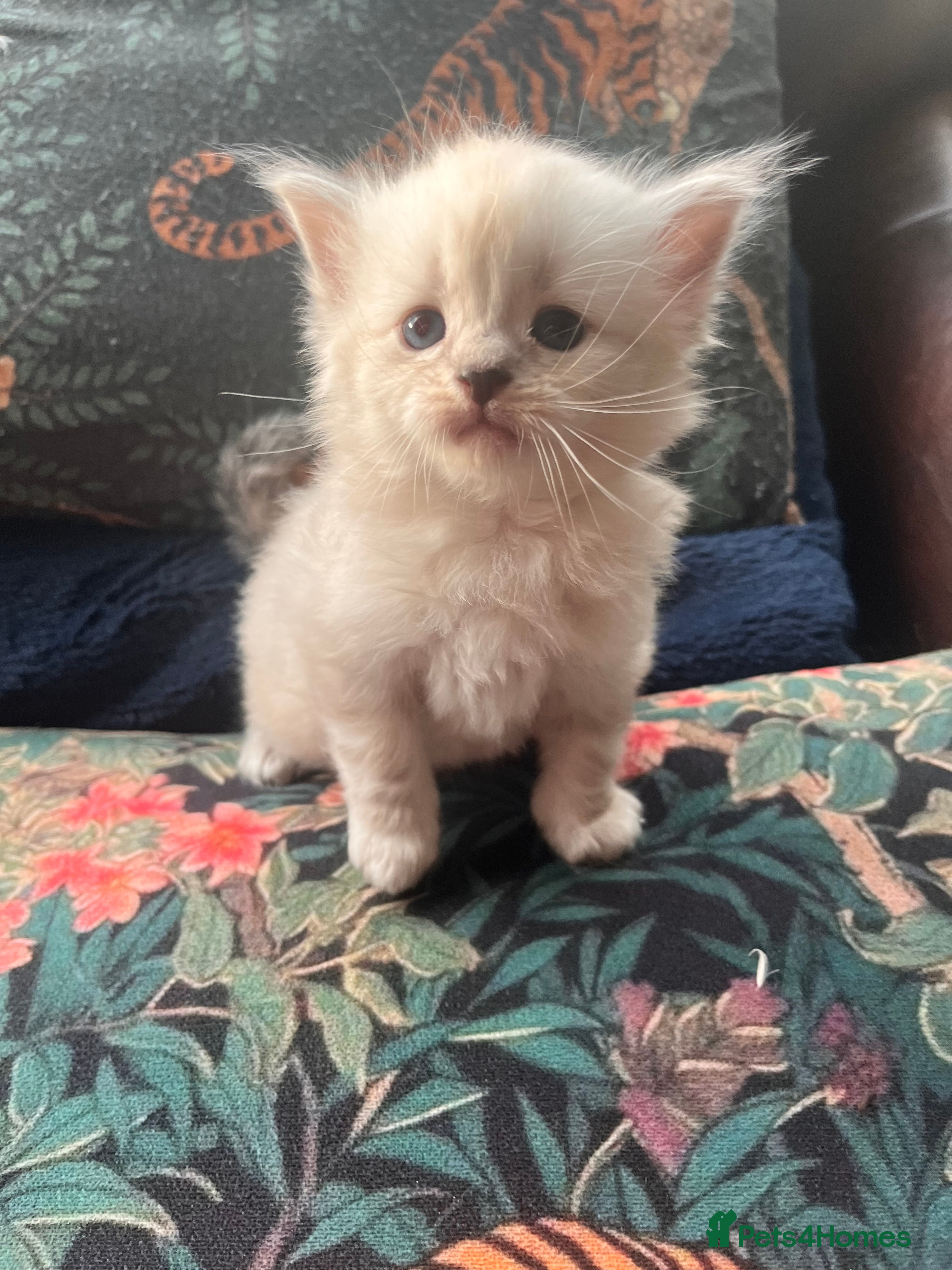 Mixed Breed cats Beautiful Ragdoll/Persian mix - Advert 15