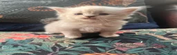 Mixed Breed cats for sale: Beautiful Ragdoll/Persian mix - Advert 2