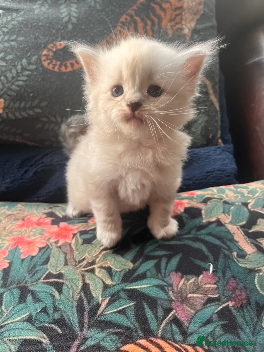 Mixed Breed cats for sale: Beautiful Ragdoll/Persian mix - Advert 2