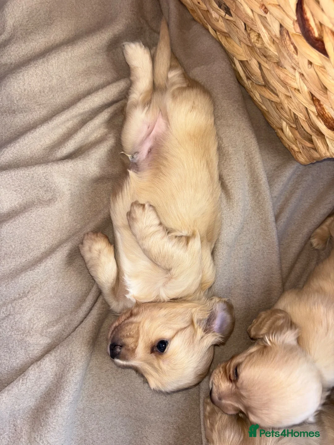 Miniature Dachshund dogs for sale: Here my 4 beautiful miniature dachshund - Advert 2