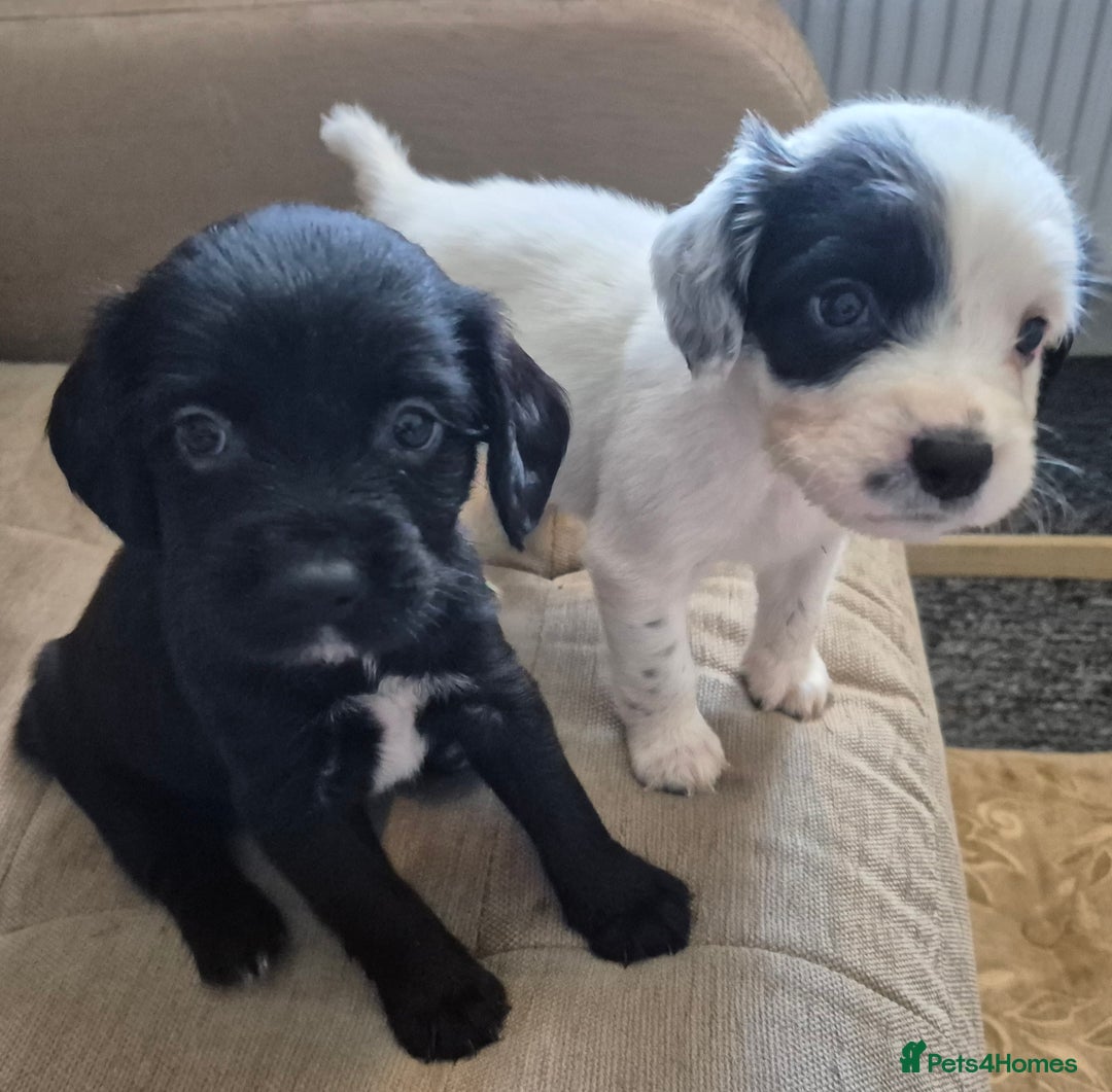 Mixed Breed dogs for sale: 6 very loved puppies - Image 8