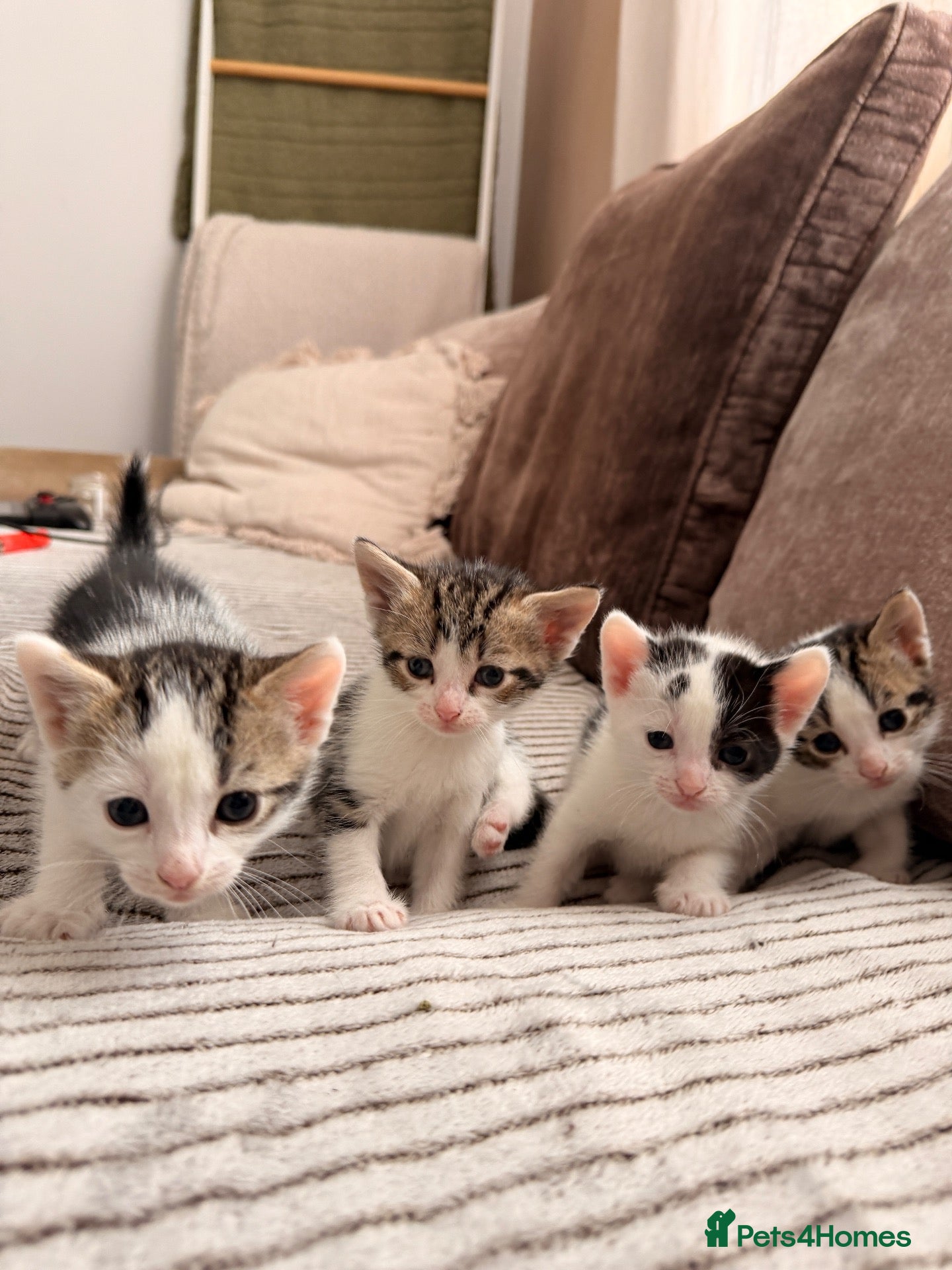 Mixed Breed cats Mixed white and tabbby kittens  - Advert 2