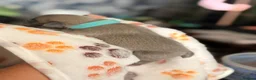 French Bulldog dogs for sale: Frenchie Pups for sale  - Advert 8