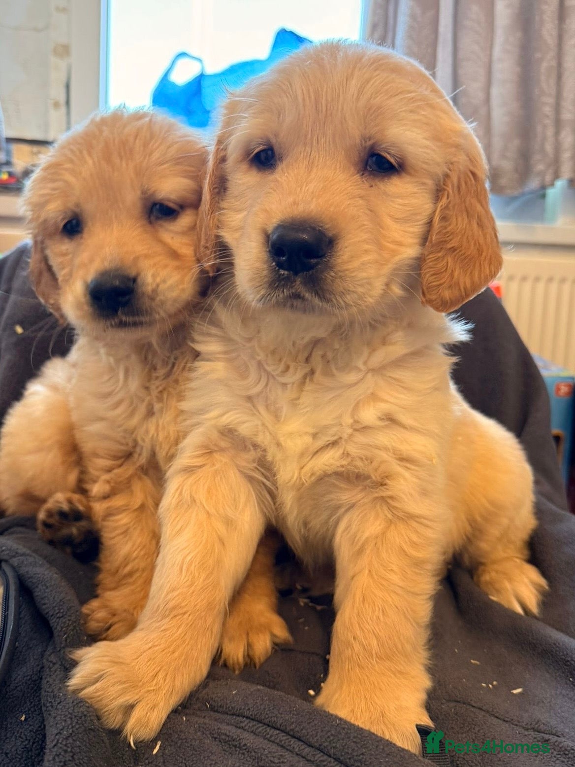 Golden Retriever dogs KC registered health tested Golden Retriever puppy - Advert 1