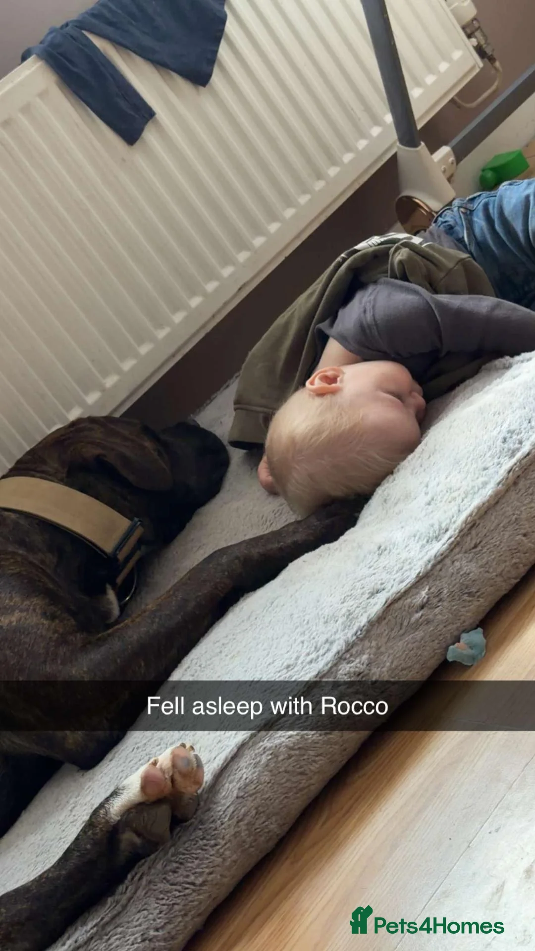 Mixed Breed dogs for sale: Rocco - Advert 3